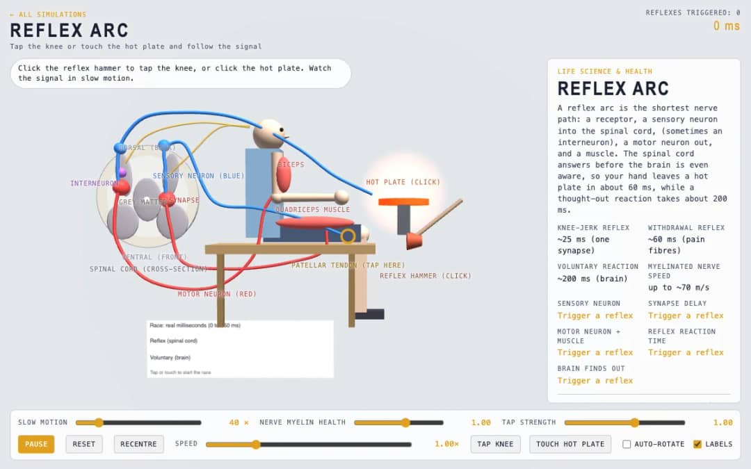 ការមើលជាមុន Reflex Arc