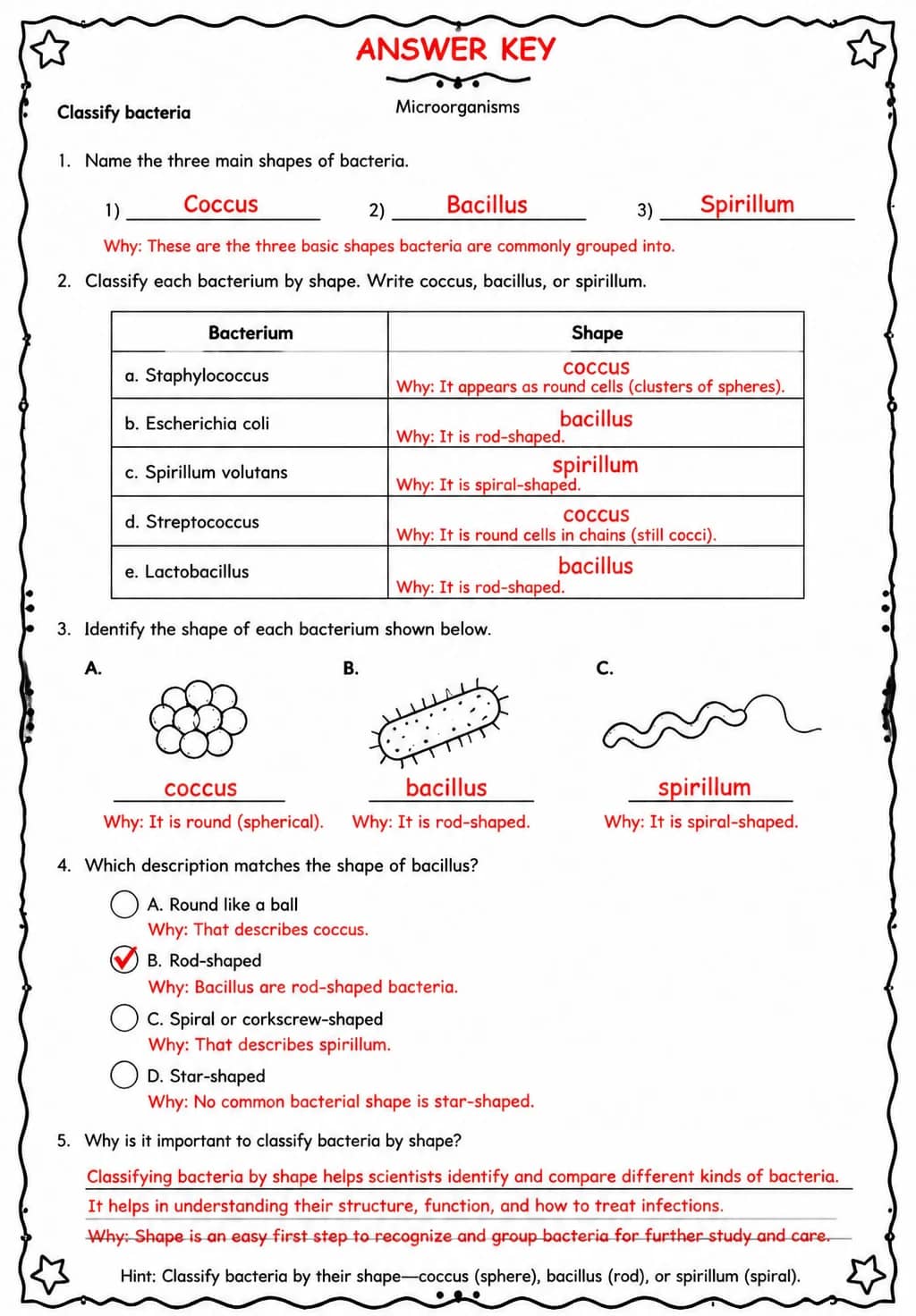 Answer key for Classify bacteria — free printable Science worksheet
