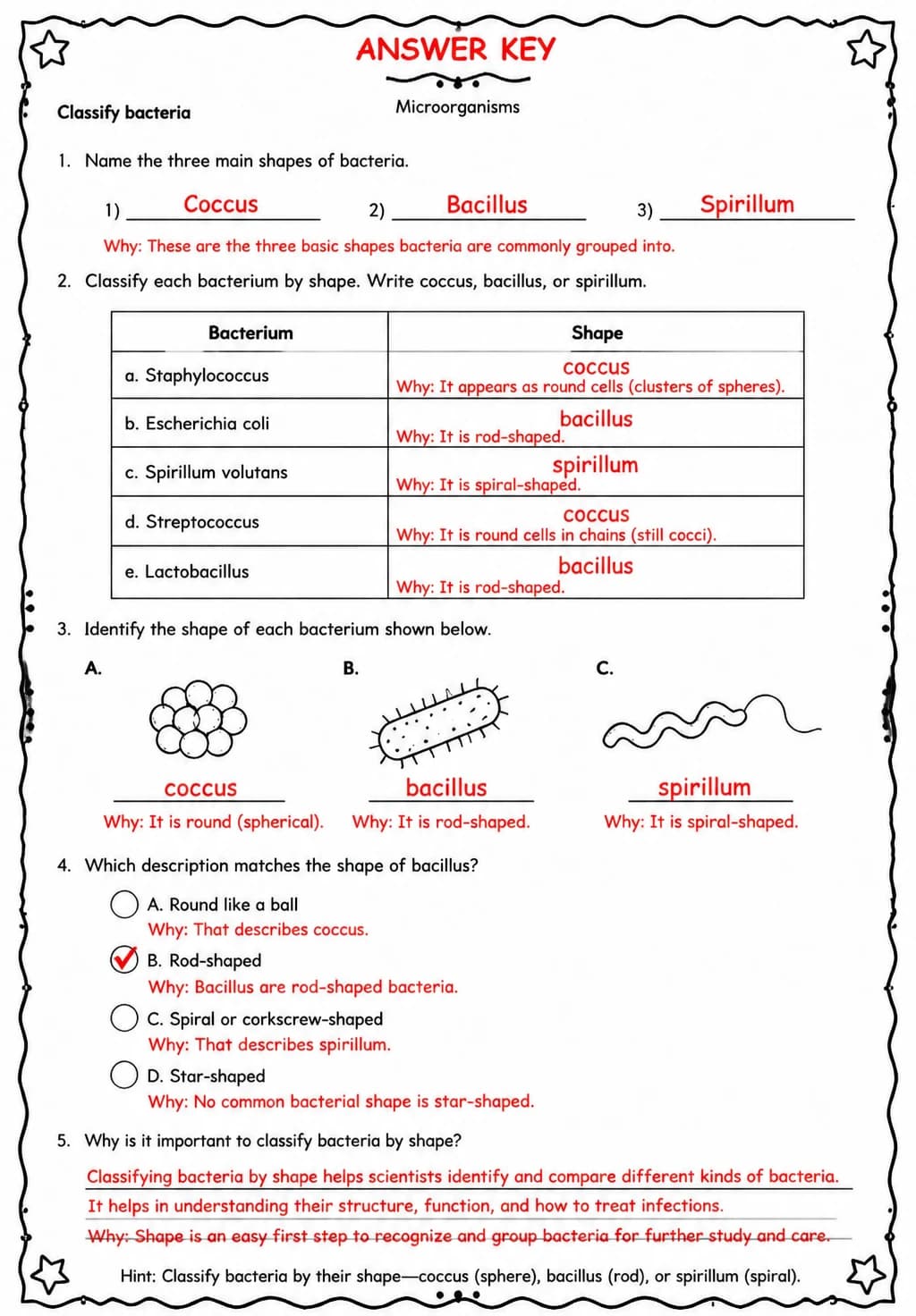 Answer key for Classify bacteria — free printable Science worksheet