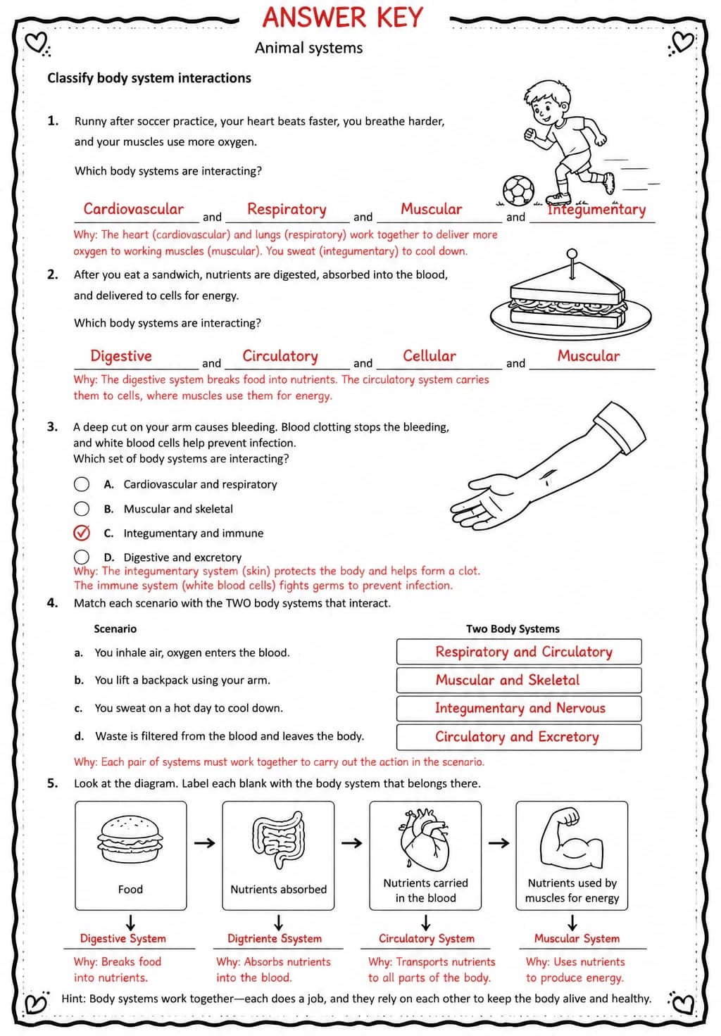 Answer key for Classify body system interactions — free printable Science worksheet