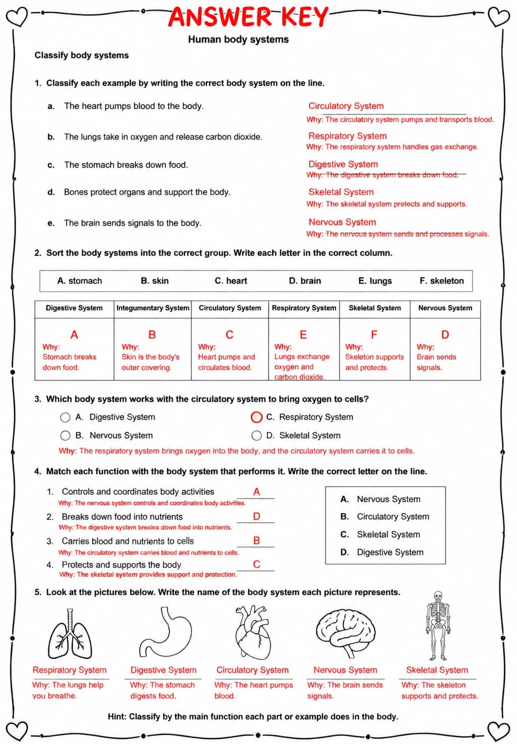 Answer key for Classify body systems — free printable Science worksheet