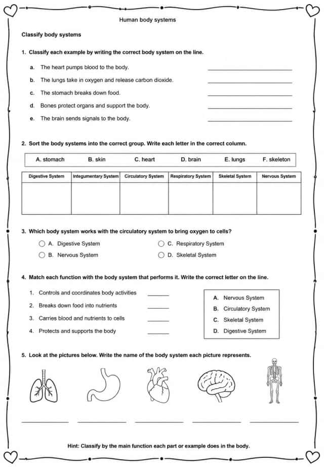 Classify body systems