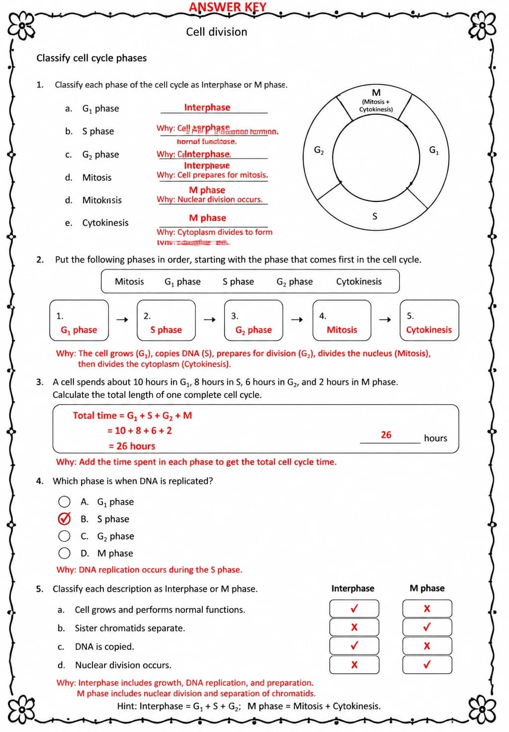 Answer key for Classify cell cycle phases — free printable Science worksheet