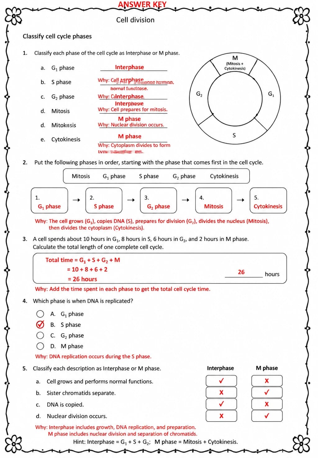 Answer key for Classify cell cycle phases — free printable Science worksheet