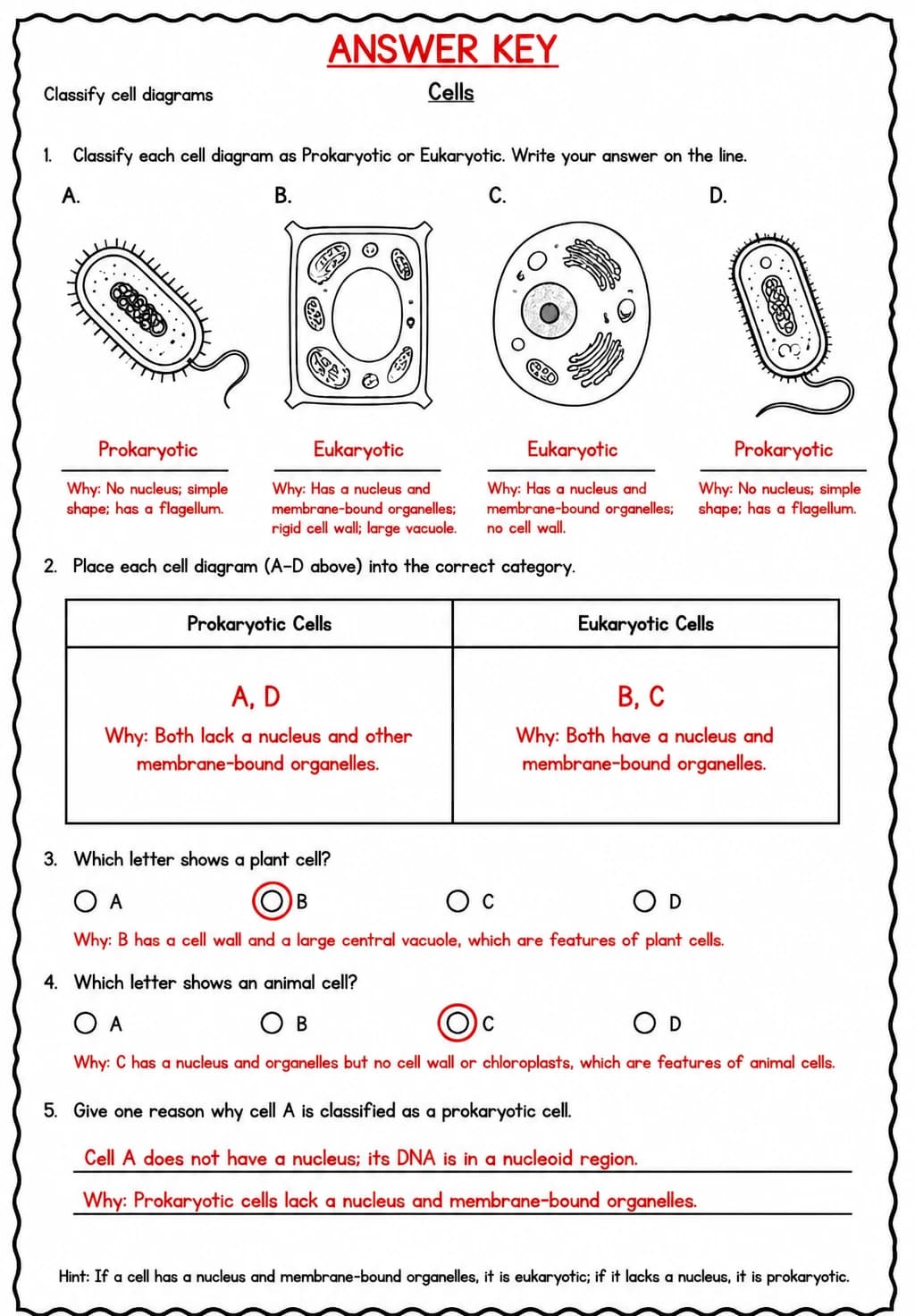 Answer key for Classify cell diagrams — free printable Science worksheet