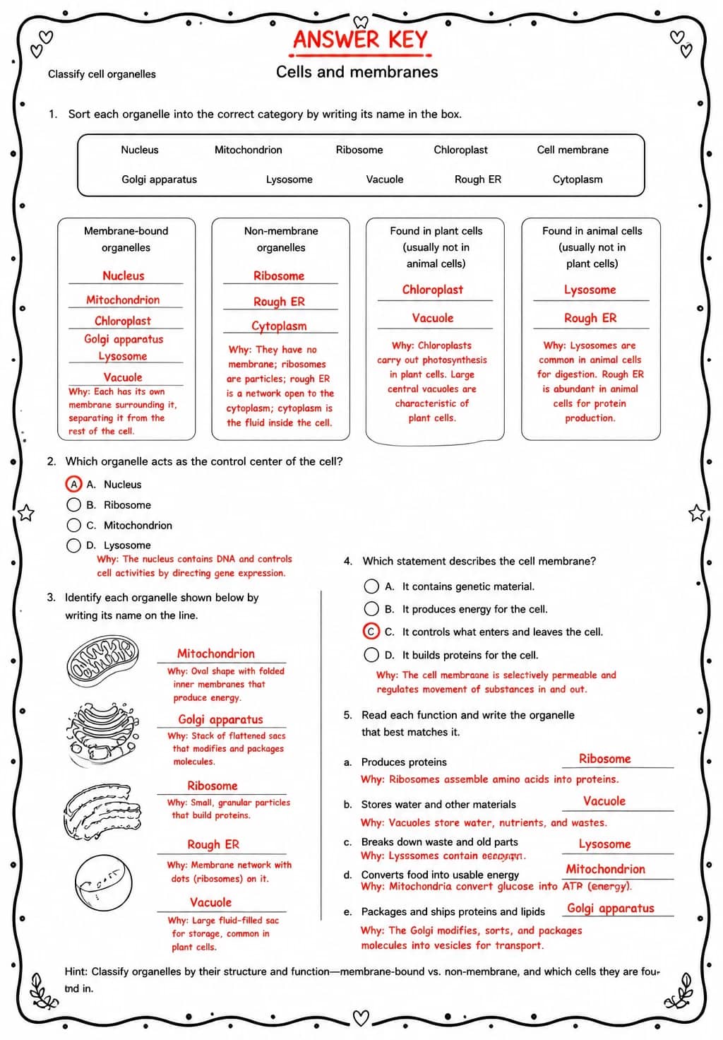 Answer key for Classify cell organelles — free printable Science worksheet