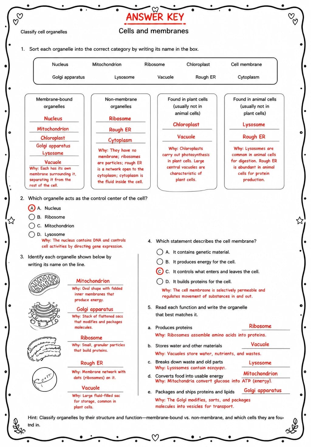 Answer key for Classify cell organelles — free printable Science worksheet