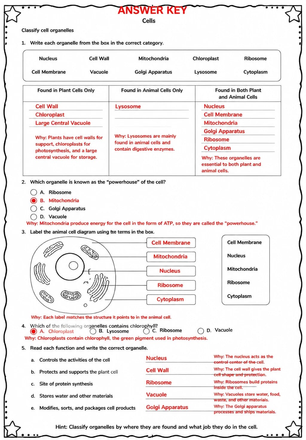 Answer key for Classify cell organelles — free printable Science worksheet