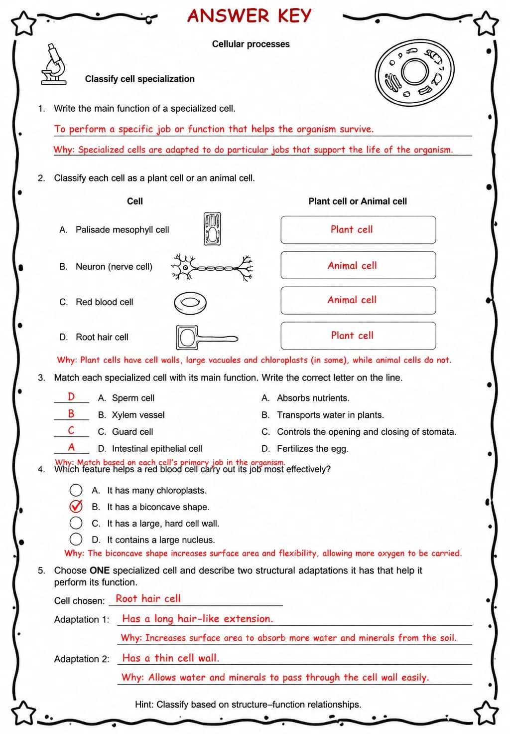 Answer key for Classify cell specialization — free printable Science worksheet