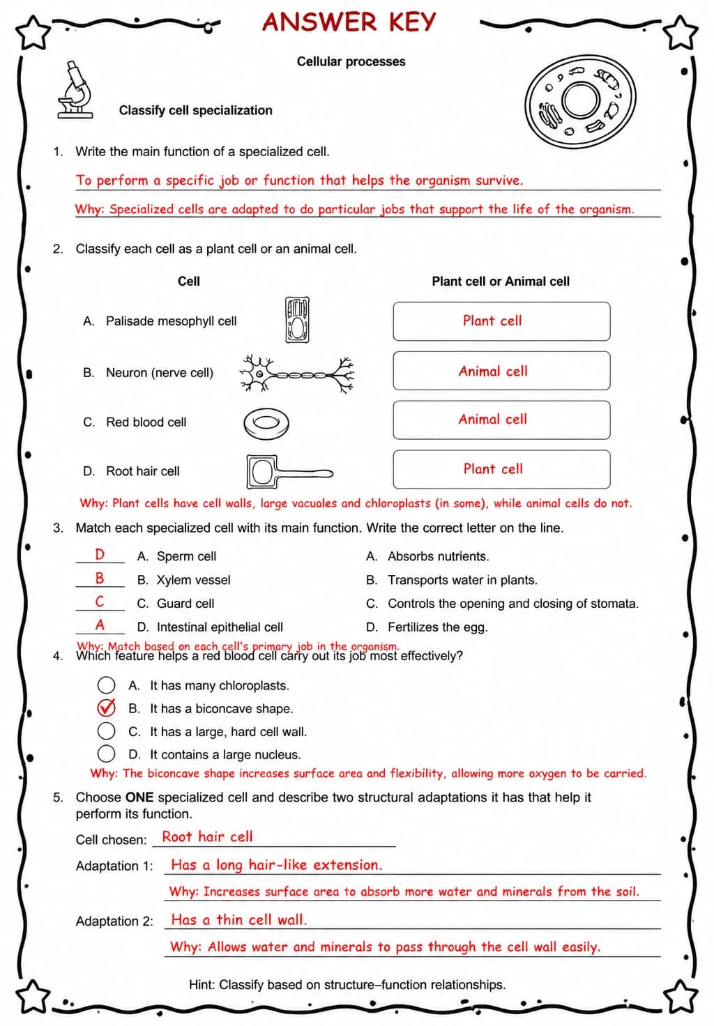 Answer key for Classify cell specialization — free printable Science worksheet