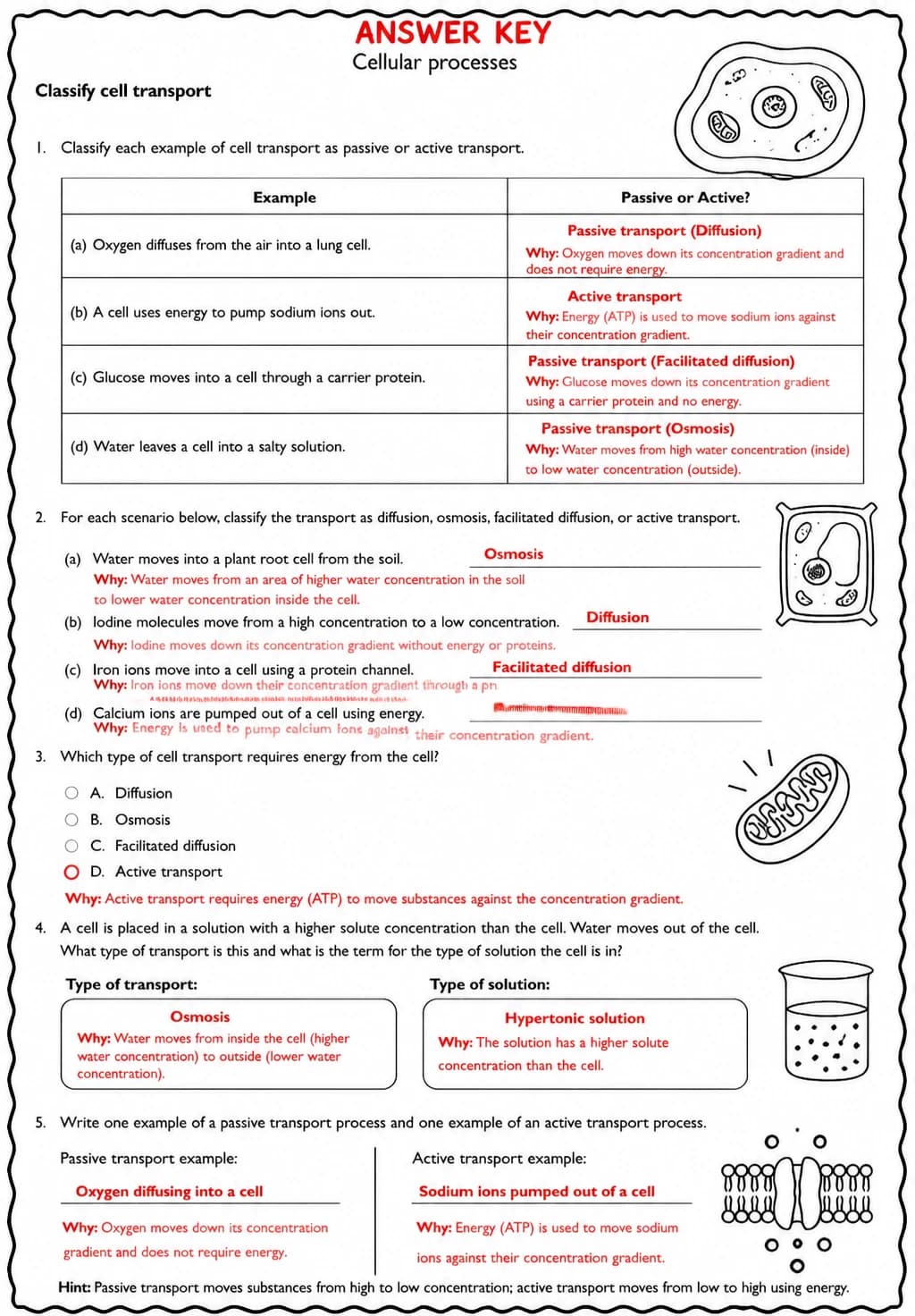 Answer key for Classify cell transport — free printable Science worksheet