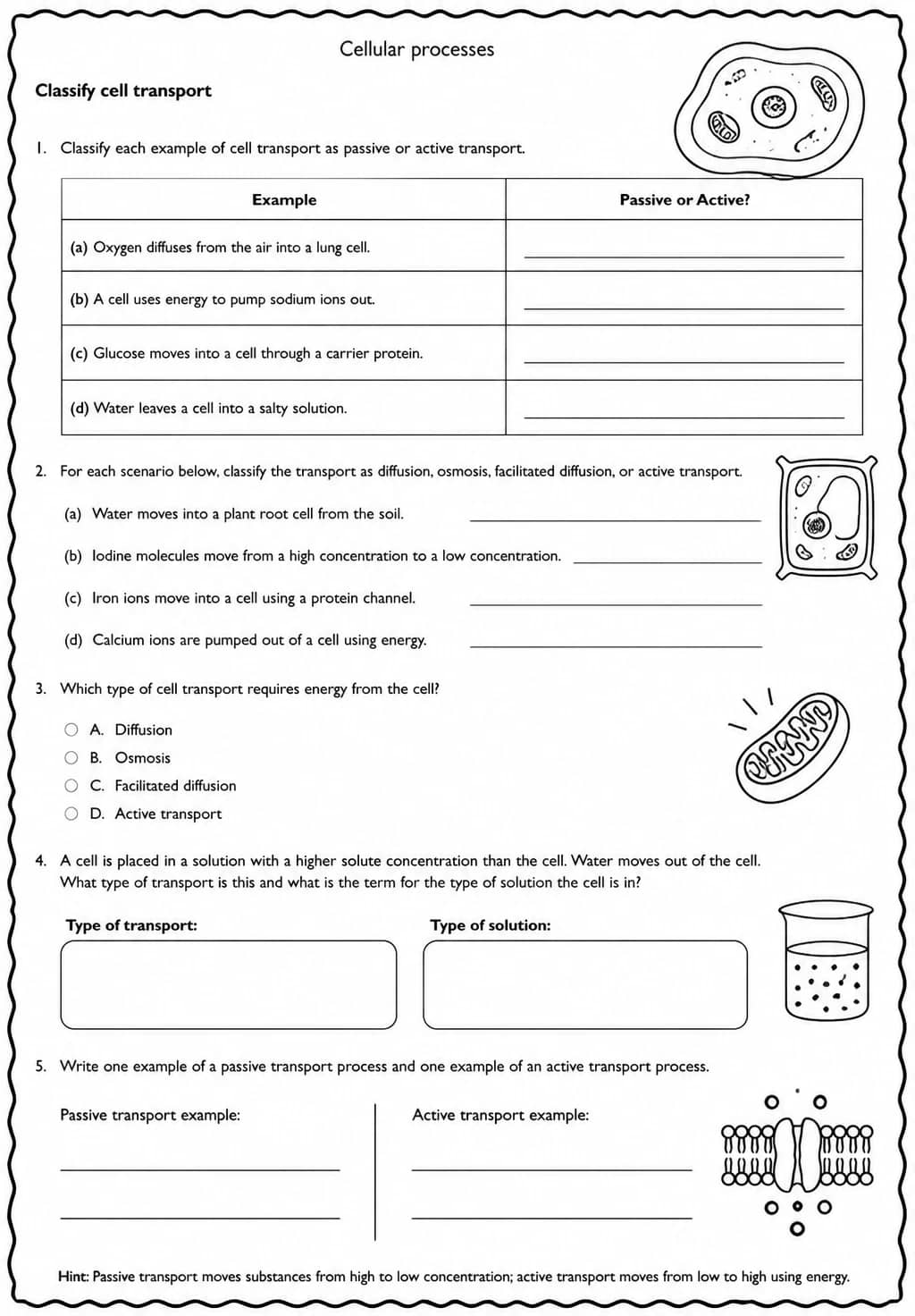 Classify cell transport — free printable Middle School Science worksheet