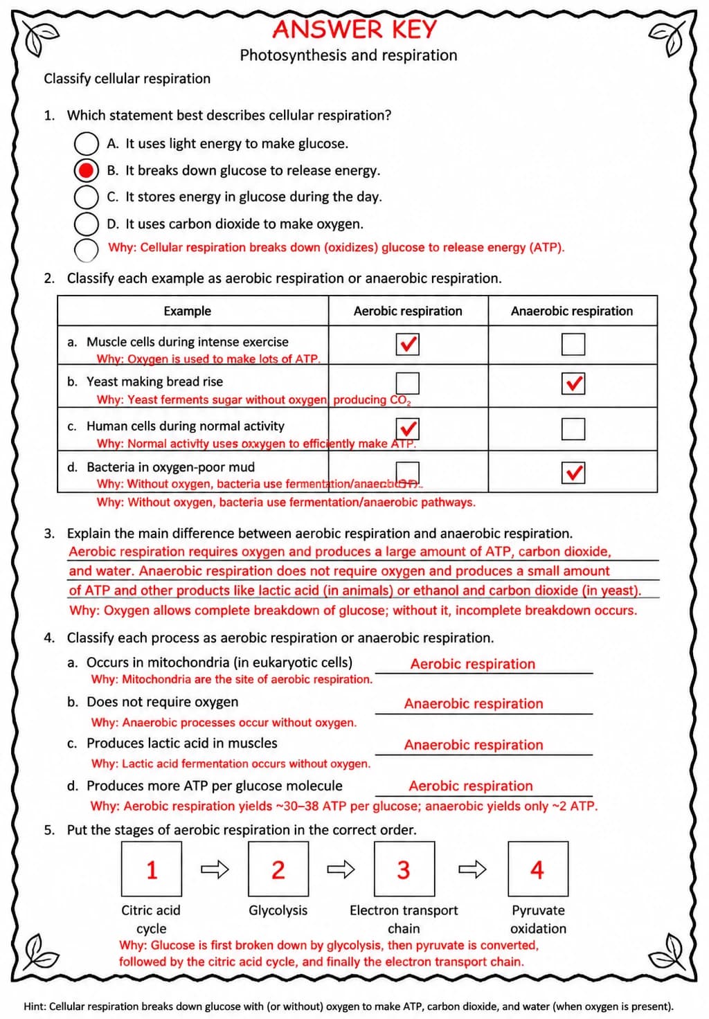 Answer key for Classify cellular respiration — free printable Science worksheet