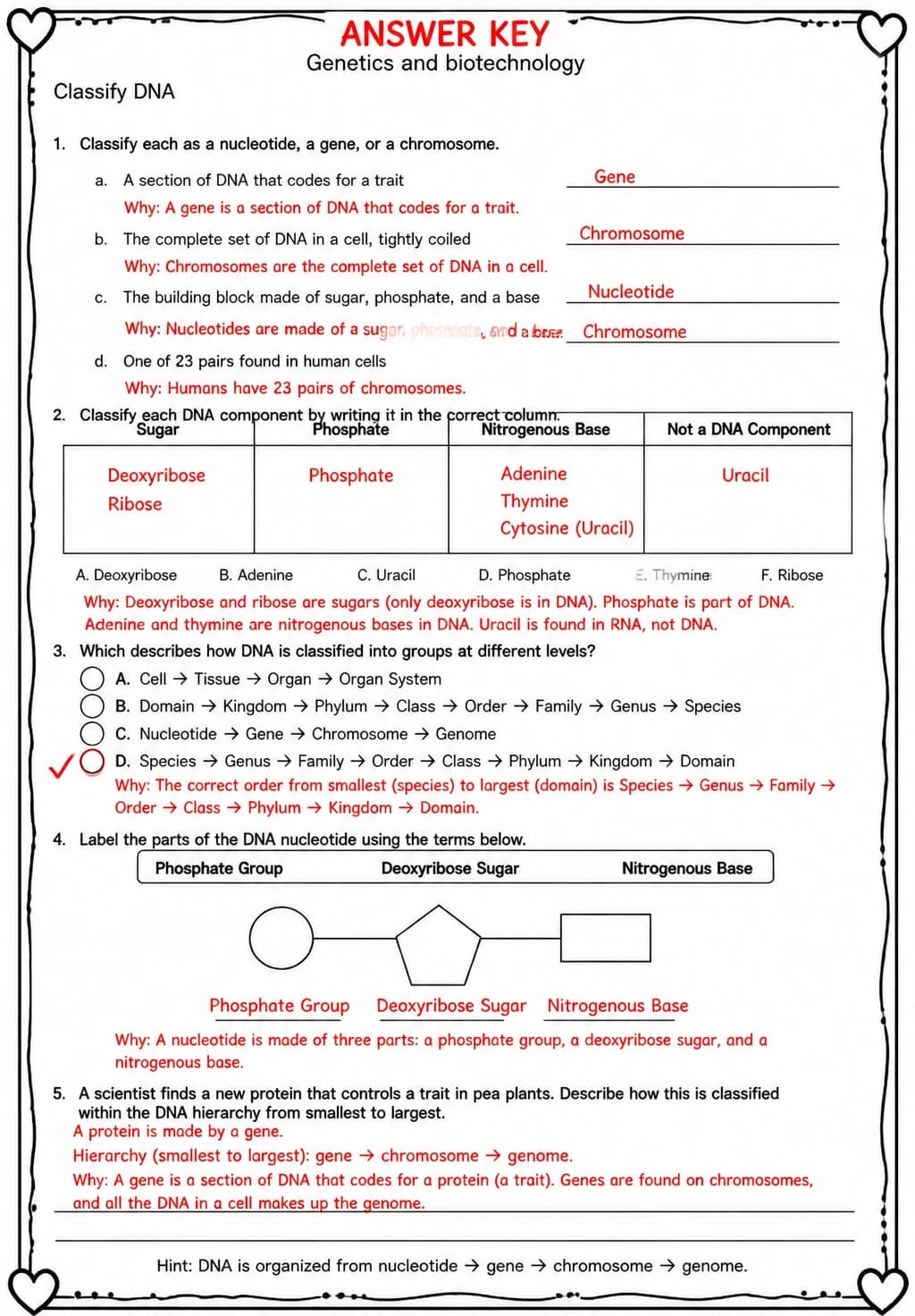 Answer key for Classify DNA — free printable Science worksheet