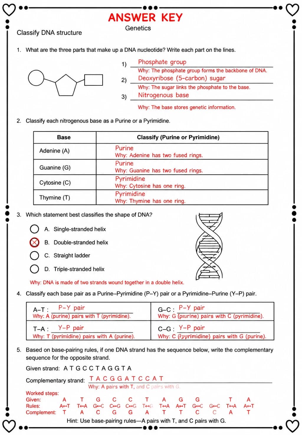 Answer key for Classify DNA structure — free printable Science worksheet