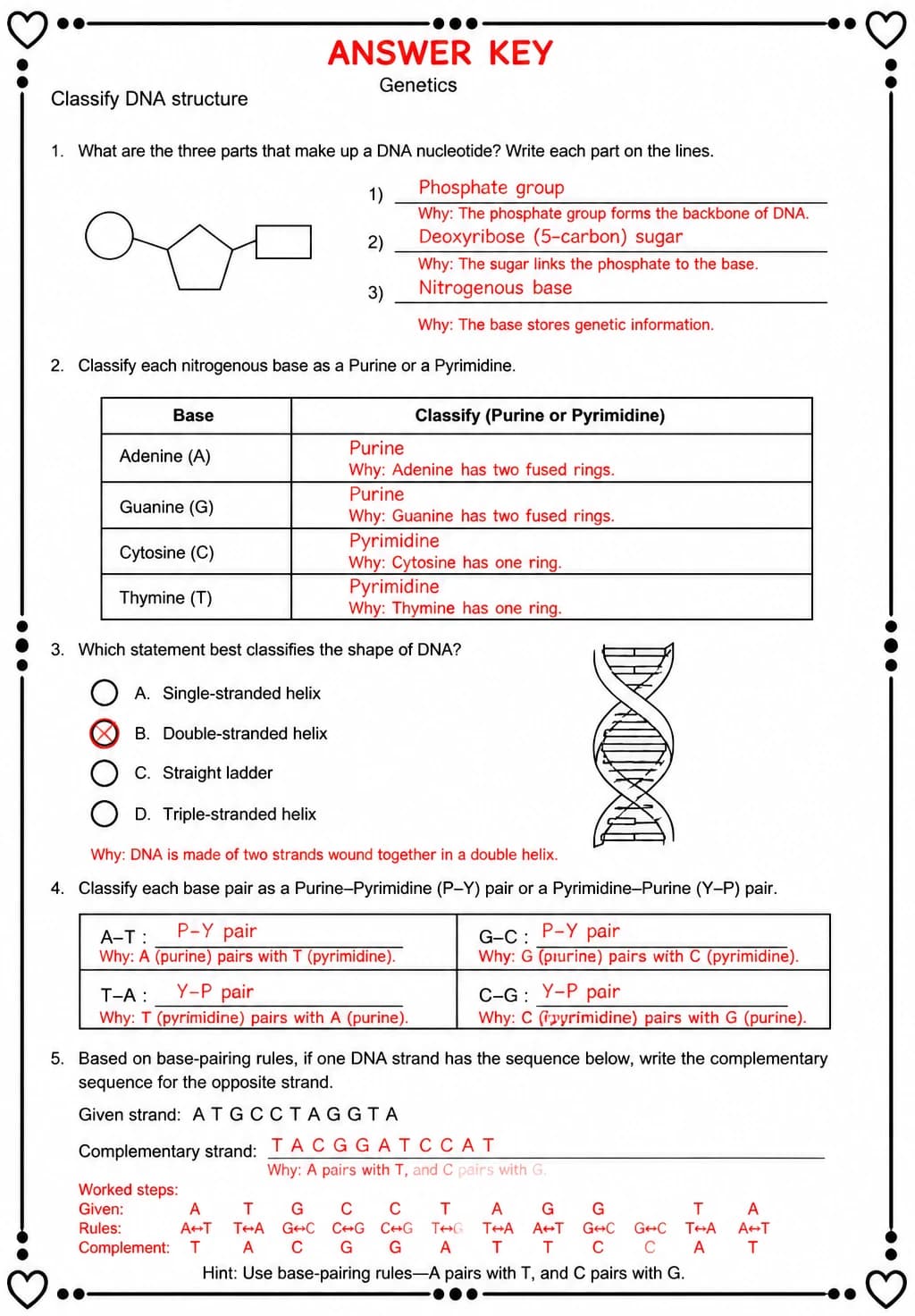 Answer key for Classify DNA structure — free printable Science worksheet