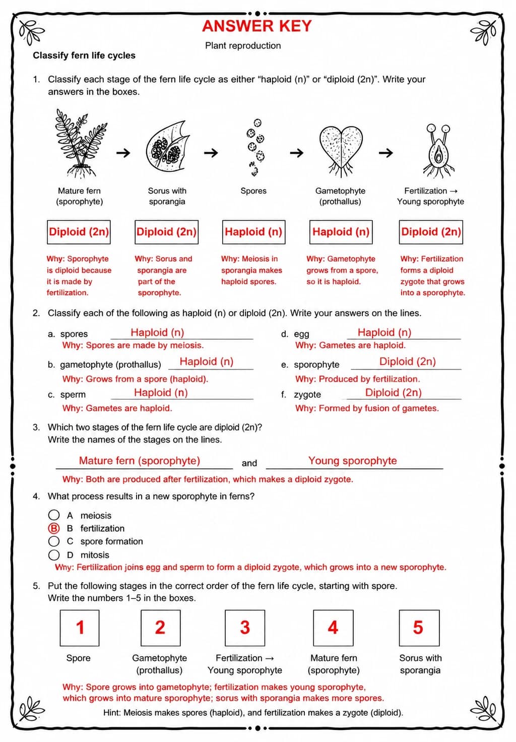Answer key for Classify fern life cycles — free printable Science worksheet