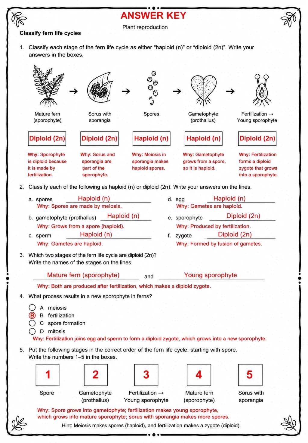 Answer key for Classify fern life cycles — free printable Science worksheet