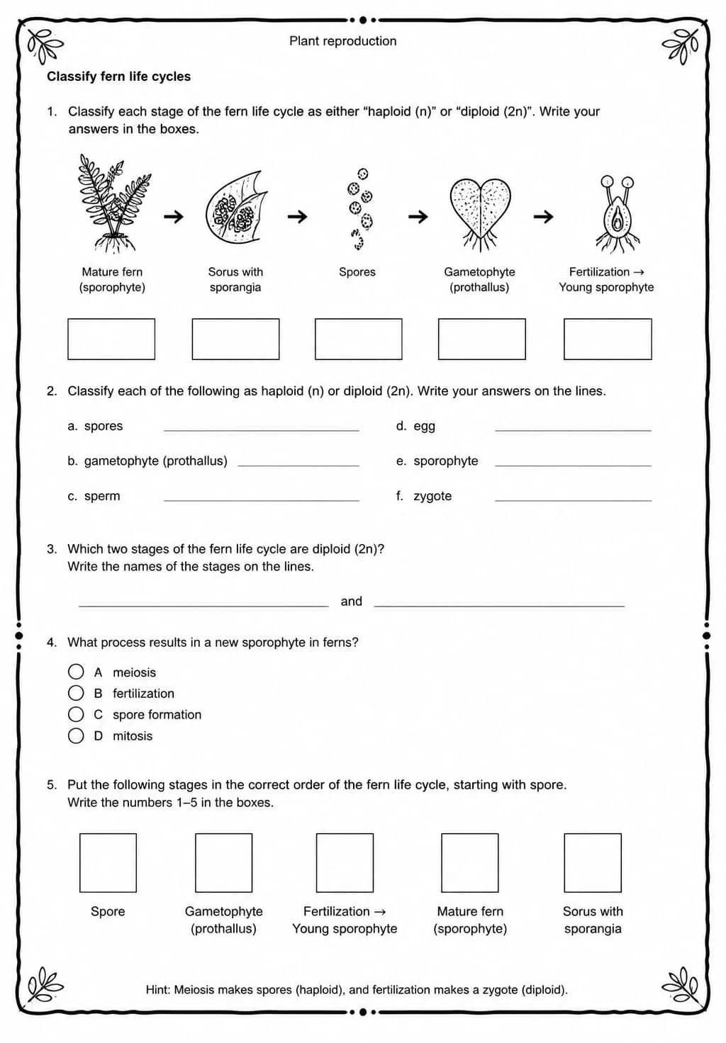 Classify fern life cycles — free printable Middle School Science worksheet