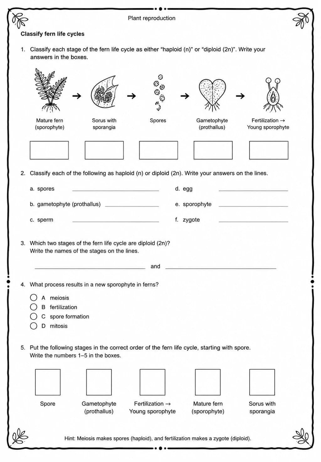 Classify fern life cycles — free printable Middle School Science worksheet