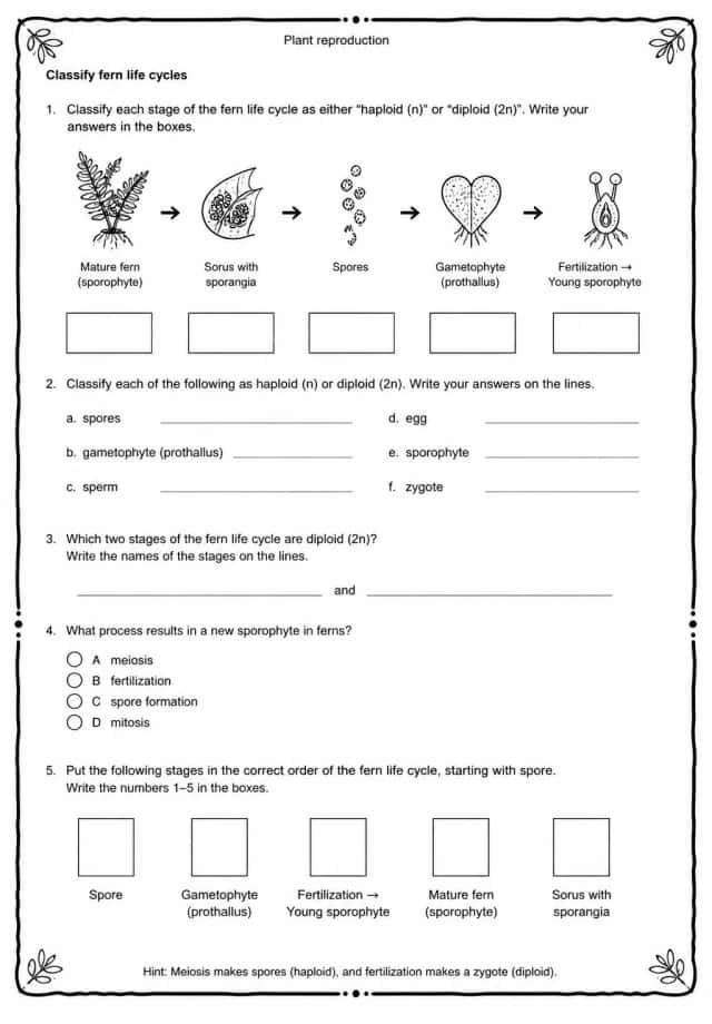 Classify fern life cycles