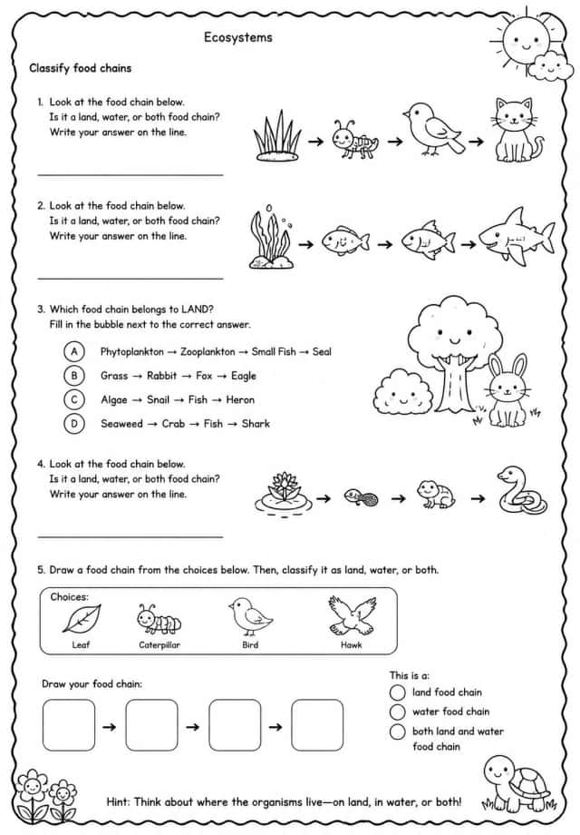 Classify food chains
