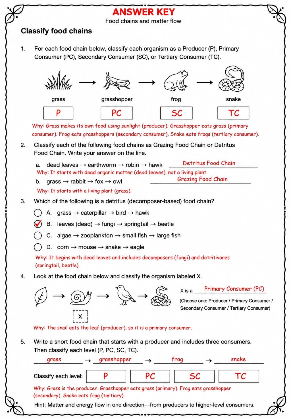 Answer key for Classify food chains — free printable Science worksheet