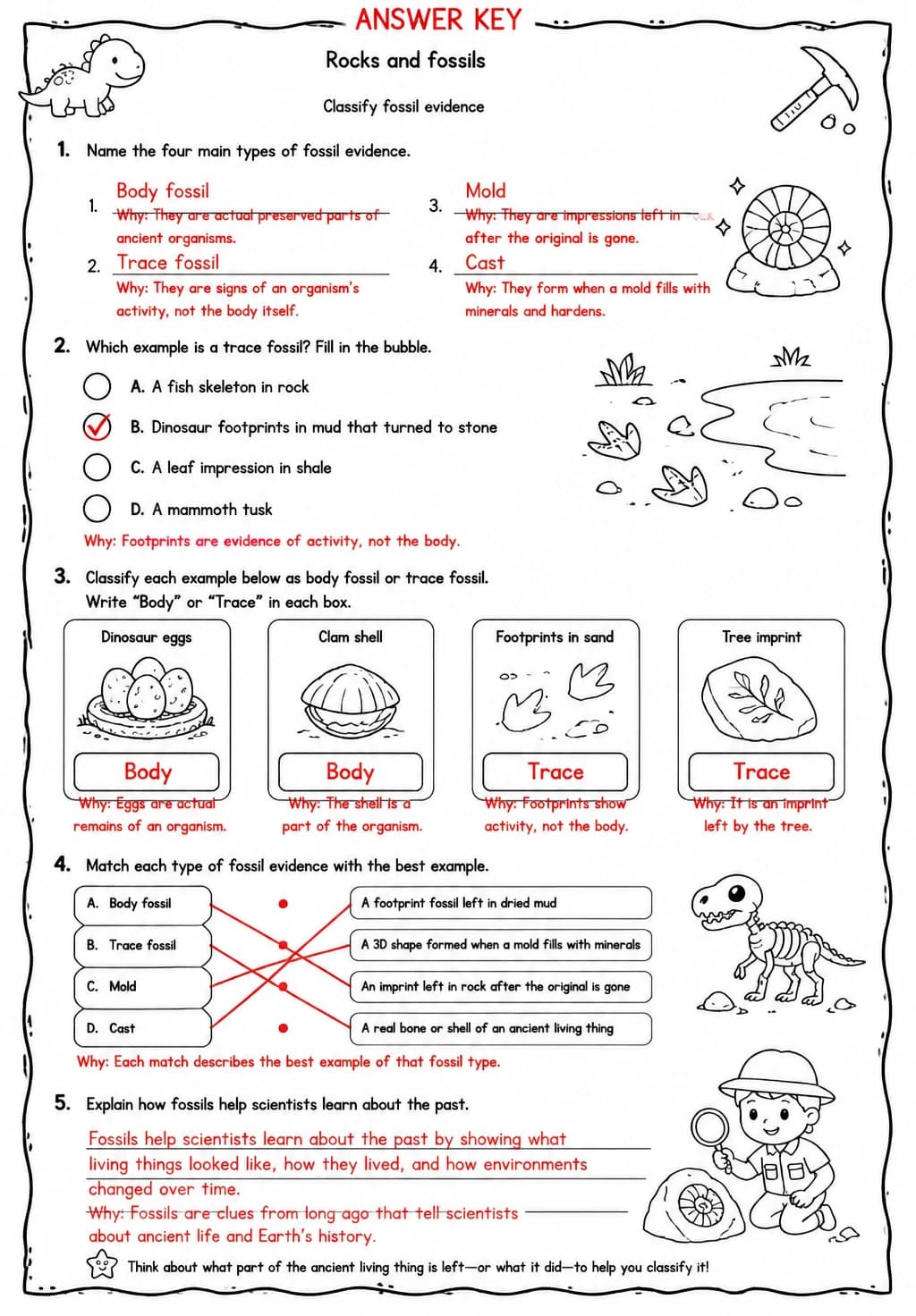 Answer key for Classify fossil evidence — free printable Science worksheet