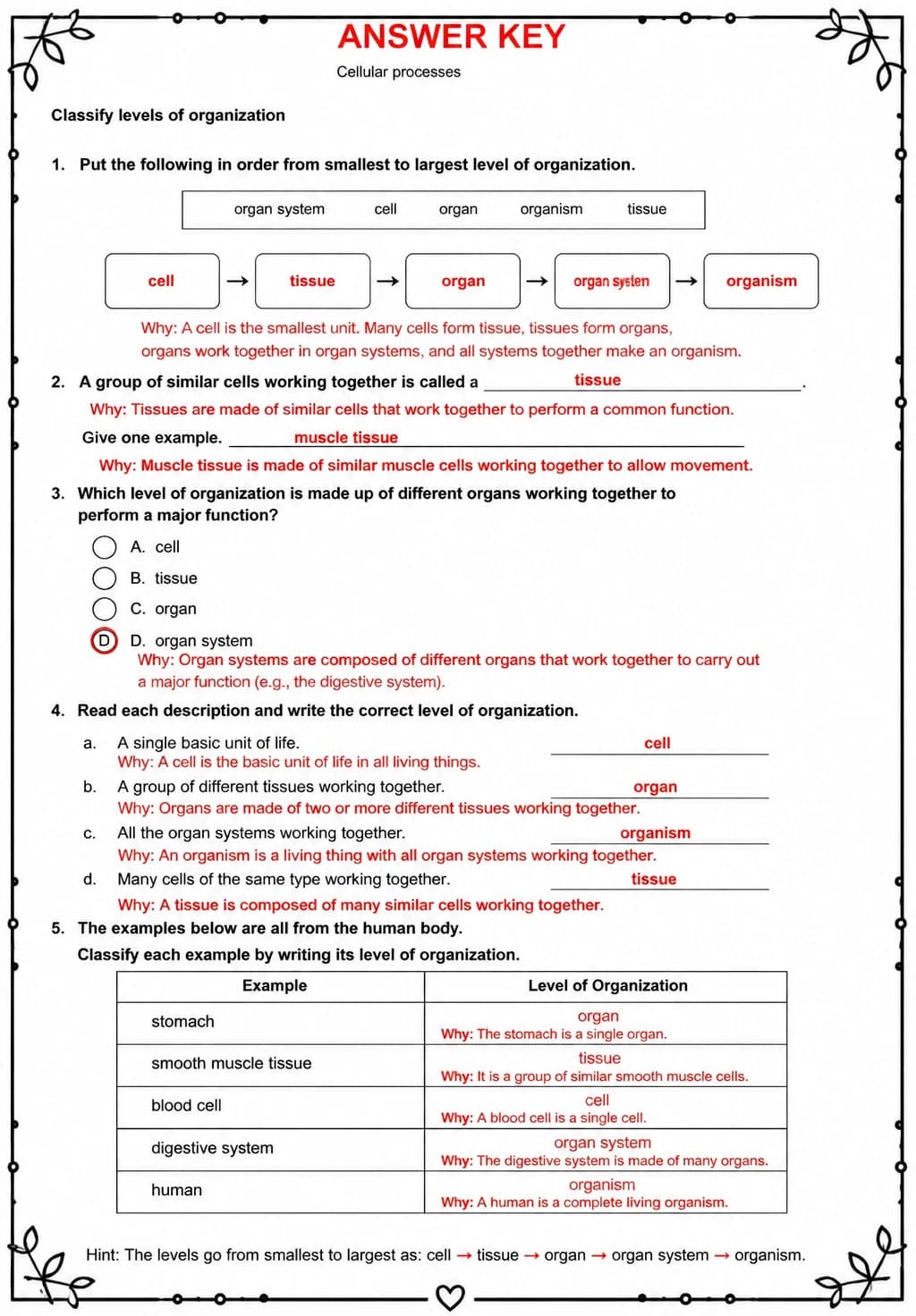 Answer key for Classify levels of organization — free printable Science worksheet