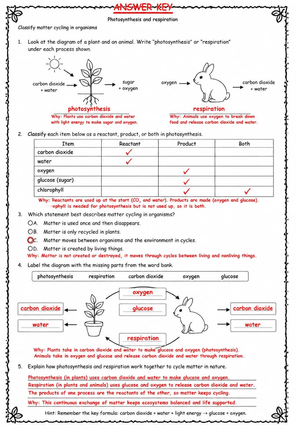 Answer key for Classify matter cycling in organisms — free printable Science worksheet