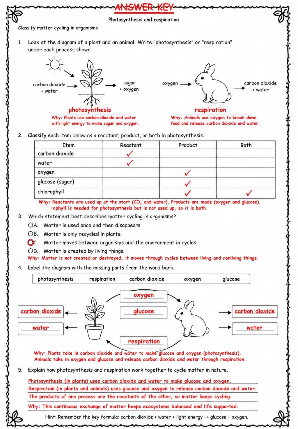 Answer key for Classify matter cycling in organisms — free printable Science worksheet