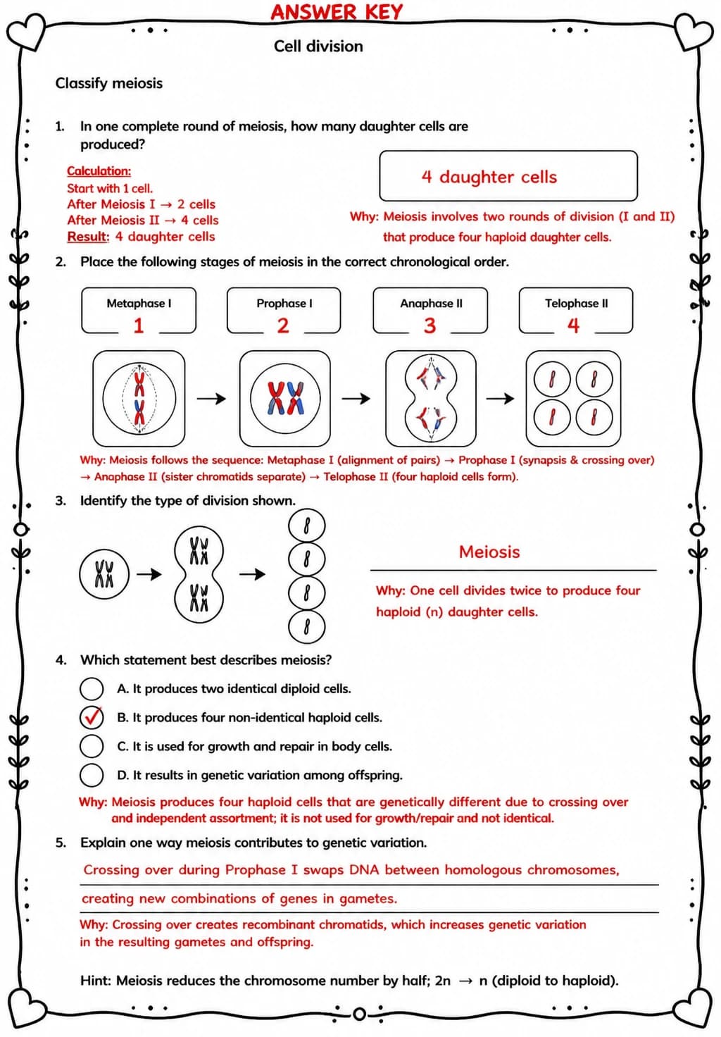 Answer key for Classify meiosis — free printable Science worksheet