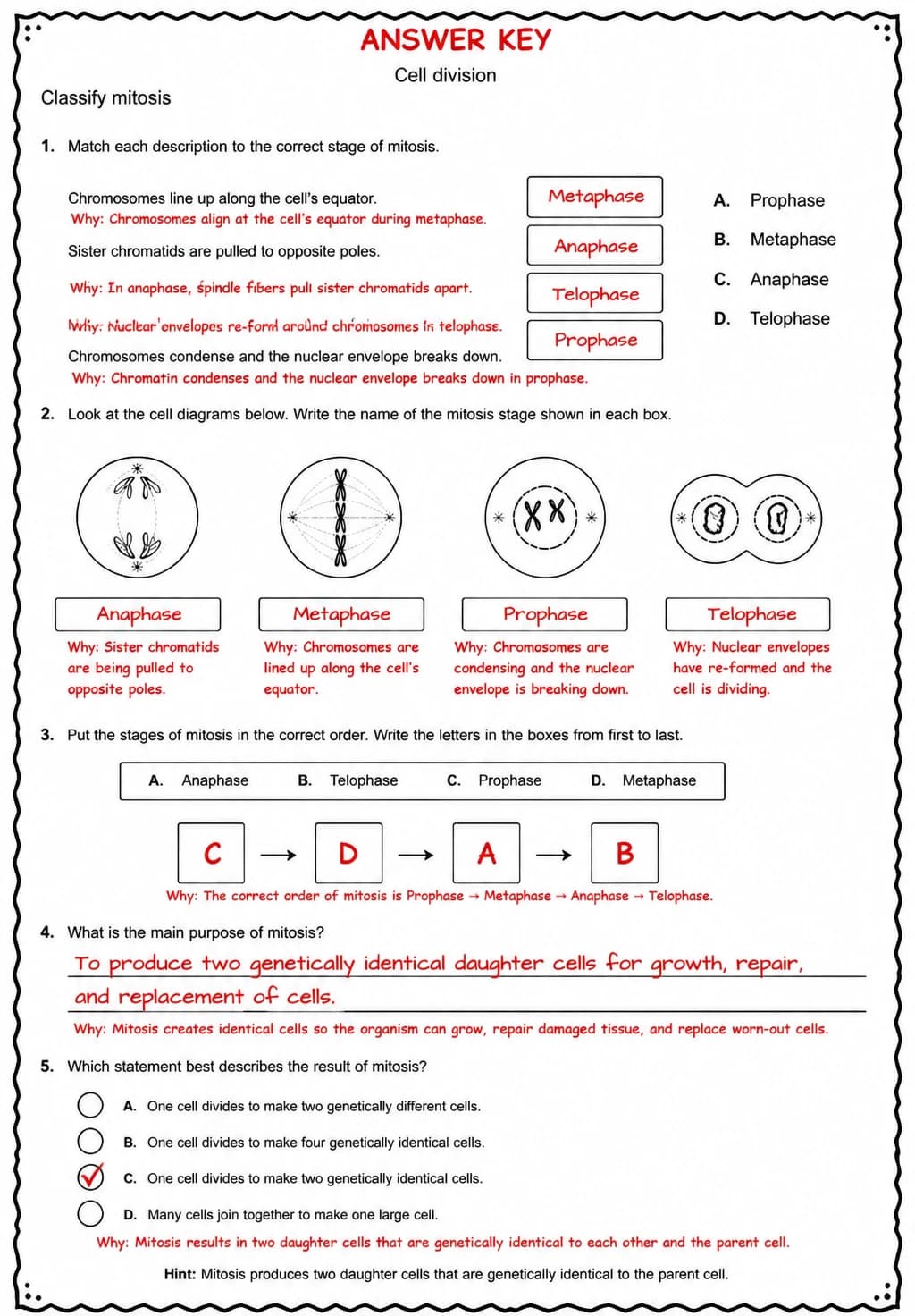 Answer key for Classify mitosis — free printable Science worksheet