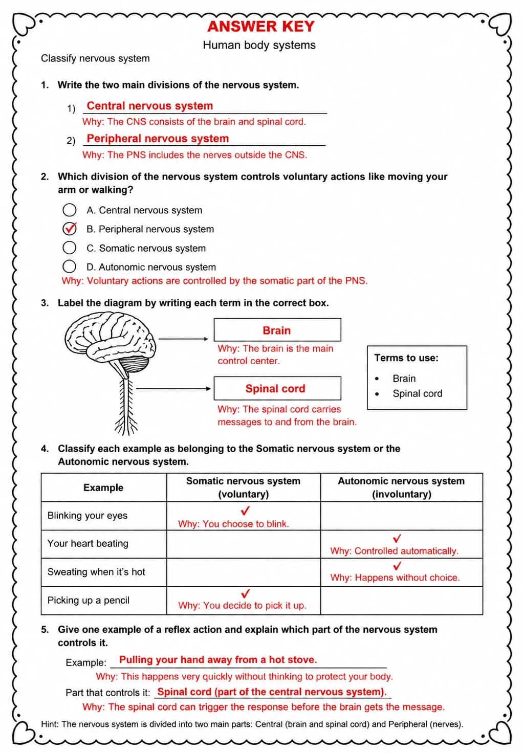 Answer key for Classify nervous system — free printable Science worksheet