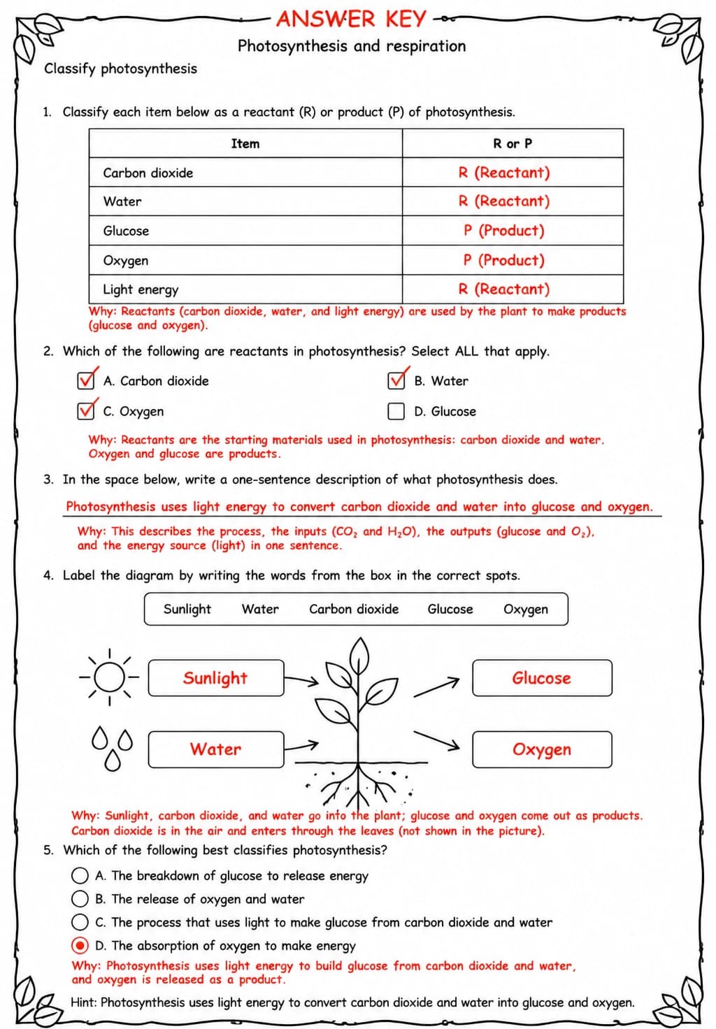 Answer key for Classify photosynthesis — free printable Science worksheet