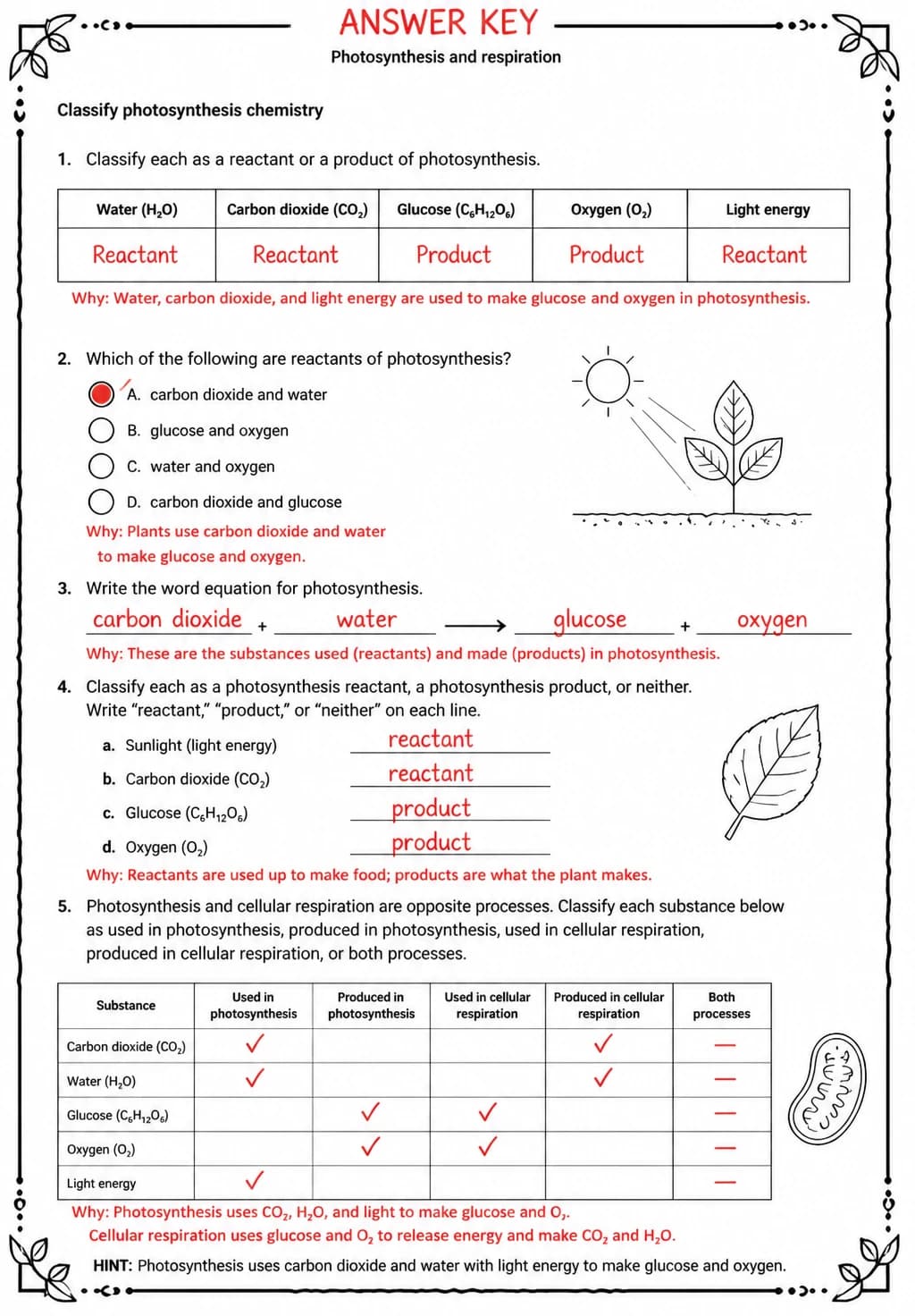 Answer key for Classify photosynthesis chemistry — free printable Science worksheet