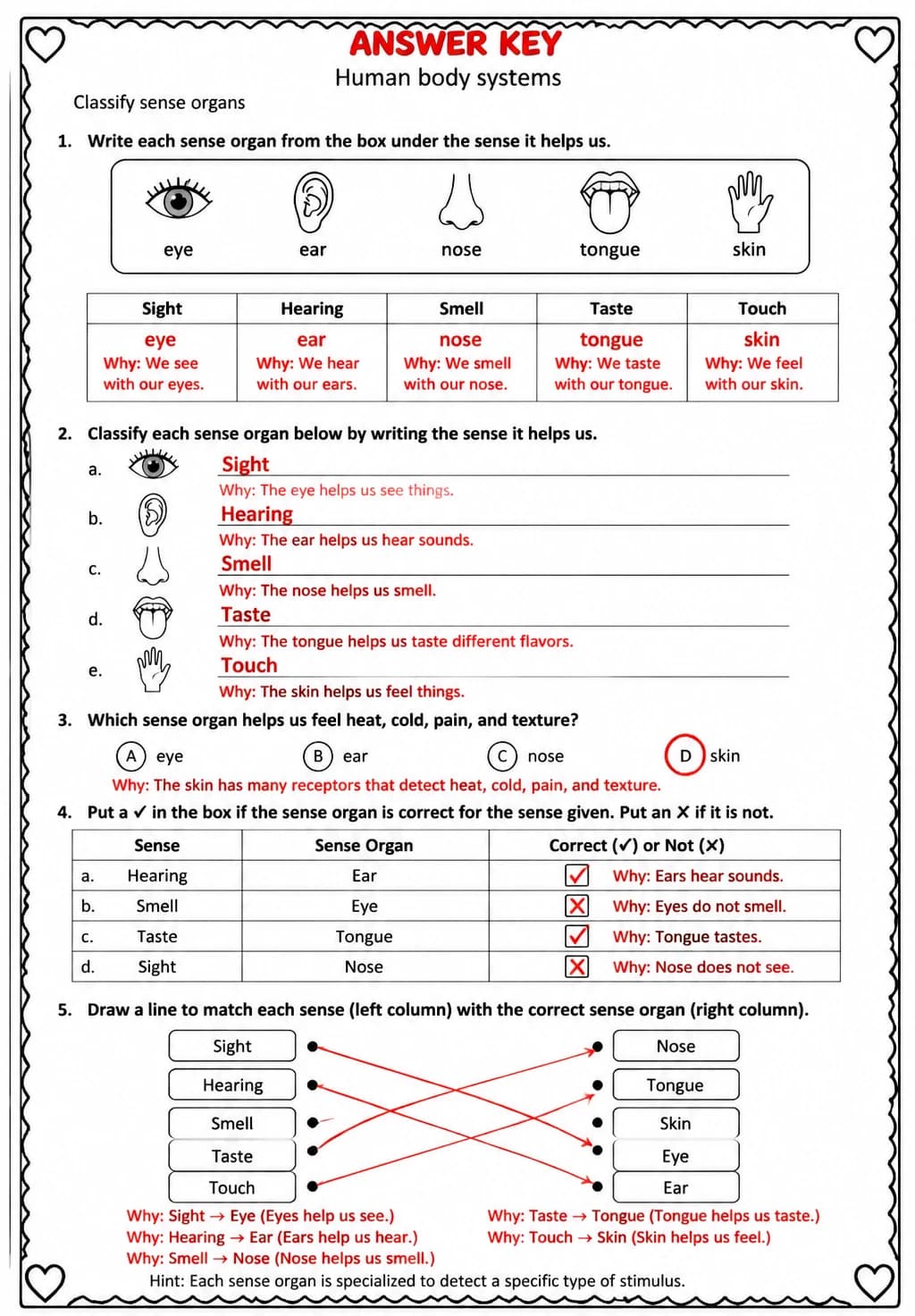 Answer key for Classify sense organs — free printable Science worksheet