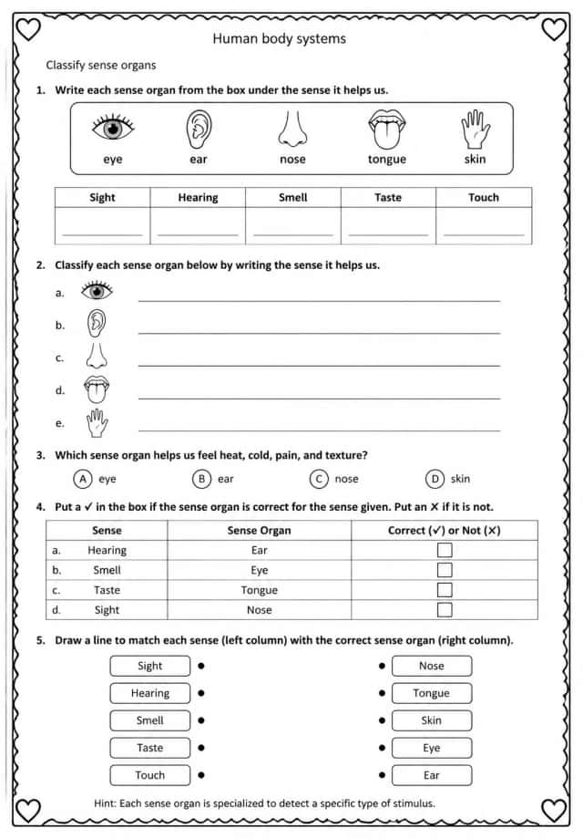 Classify sense organs