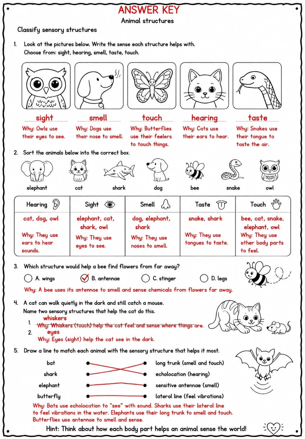 Answer key for Classify sensory structures — free printable Science worksheet