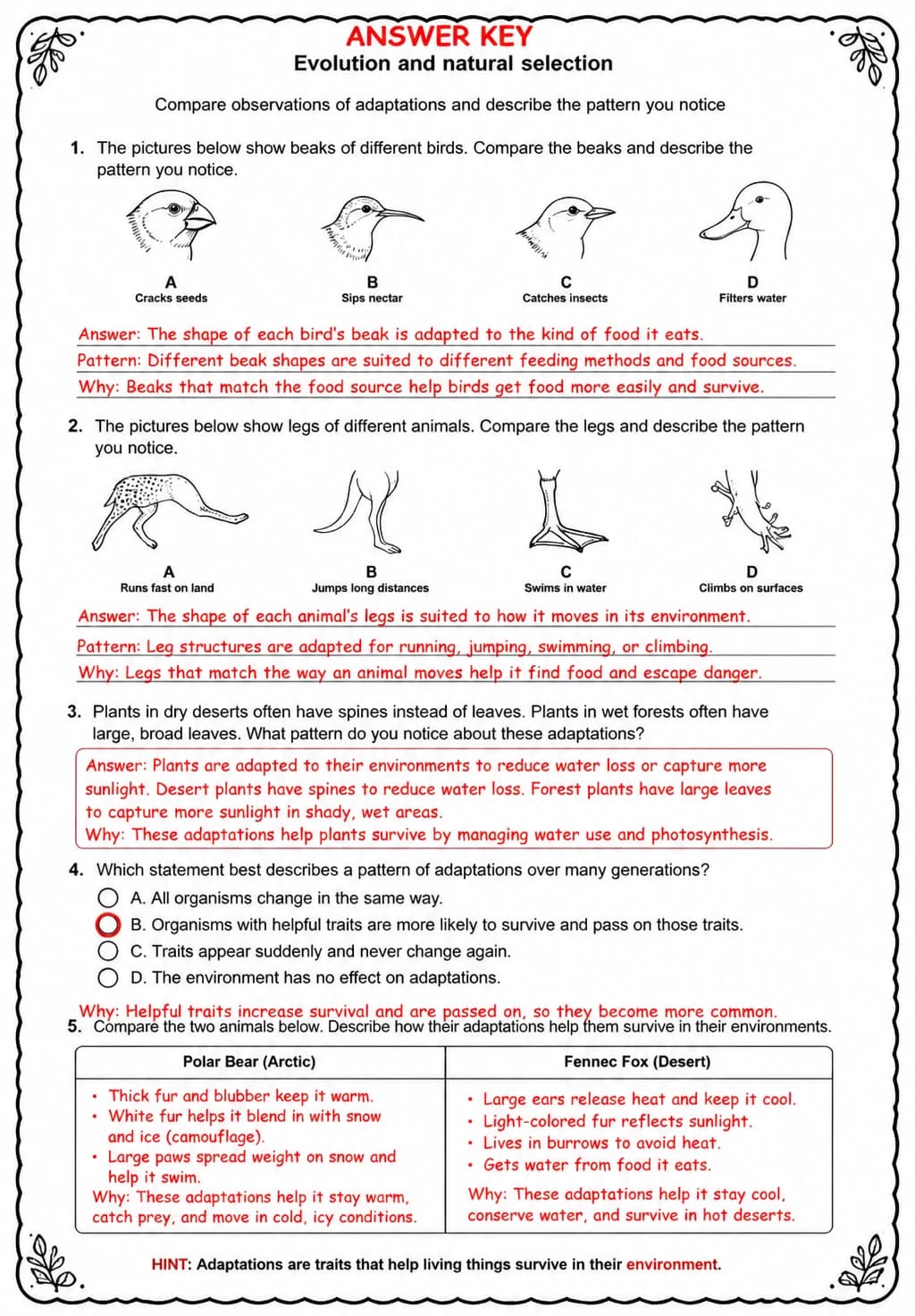 Answer key for Compare observations of adaptations and describe the pattern you notice — free printable Science worksheet