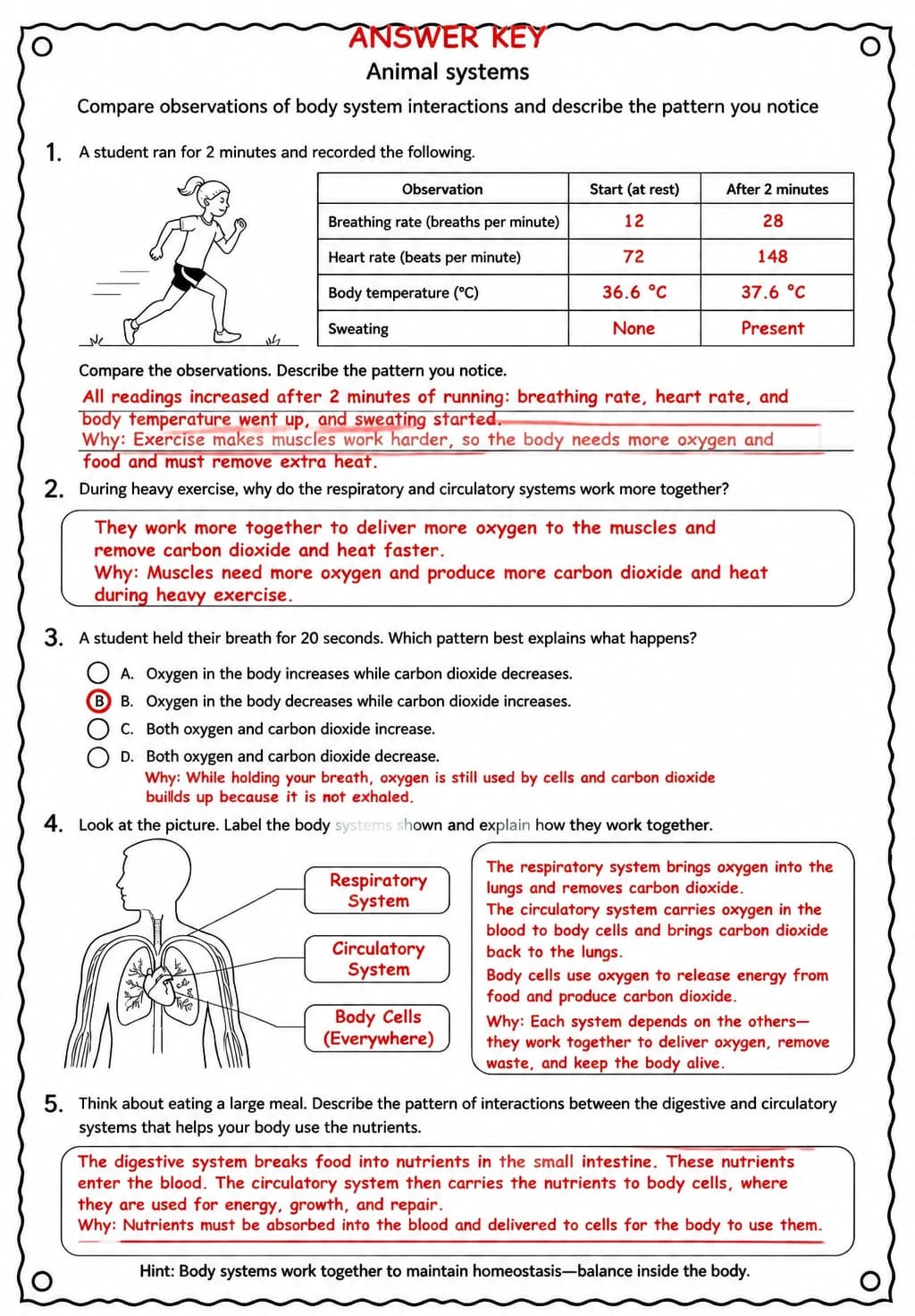 Answer key for Compare observations of body system interactions and describe the pattern you notice — free printable Science worksheet