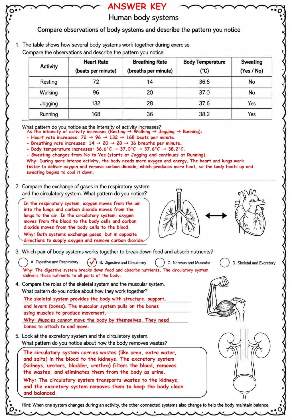 Answer key for Compare observations of body systems and describe the pattern you notice — free printable Science worksheet