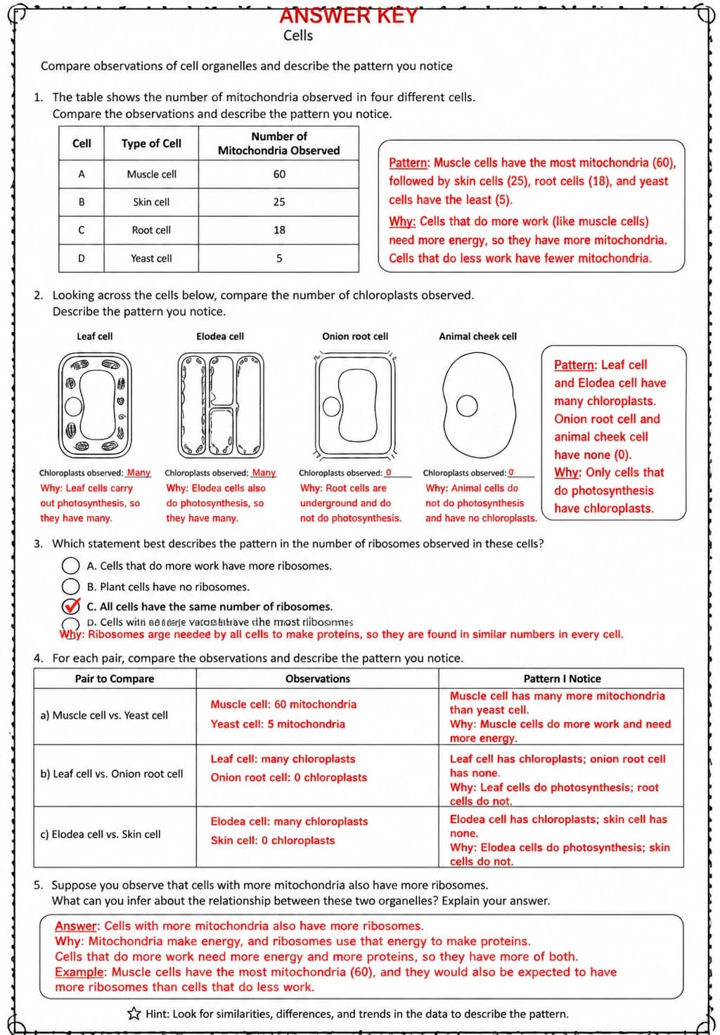 Answer key for Compare observations of cell organelles and describe the pattern you notice — free printable Science worksheet
