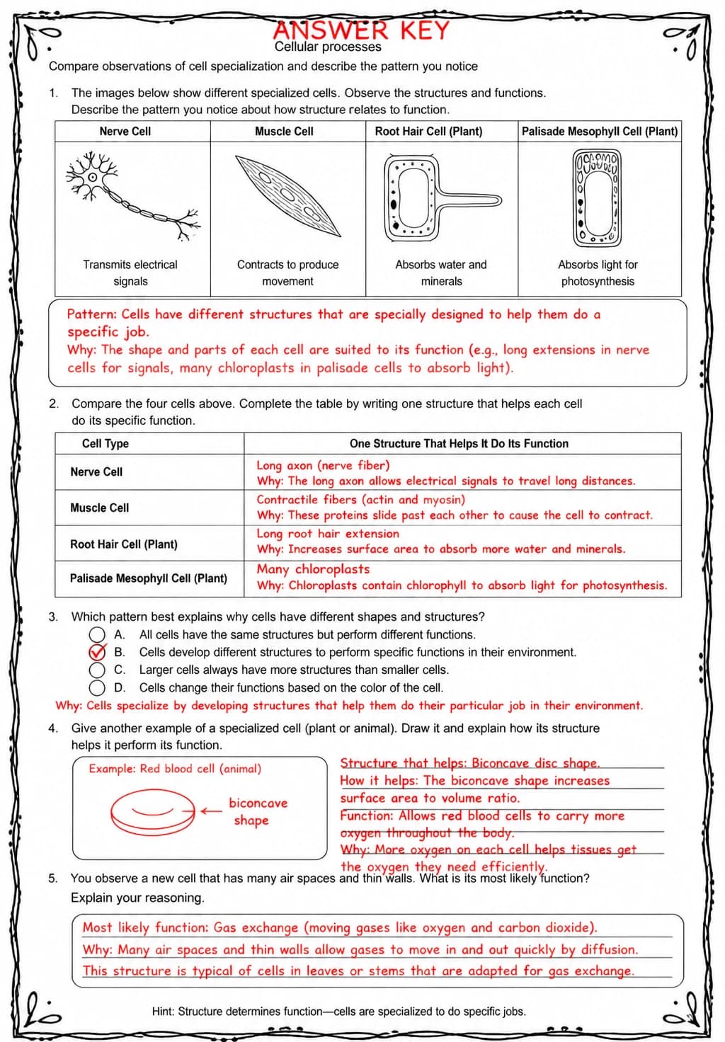 Answer key for Compare observations of cell specialization and describe the pattern you notice — free printable Science worksheet