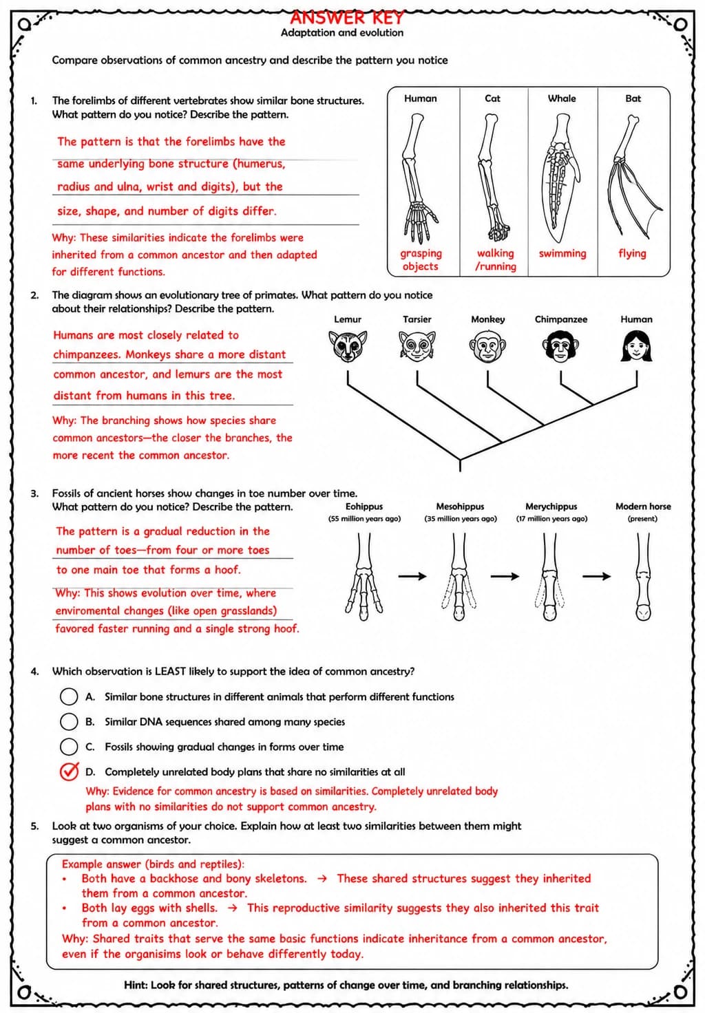 Answer key for Compare observations of common ancestry and describe the pattern you notice — free printable Science worksheet