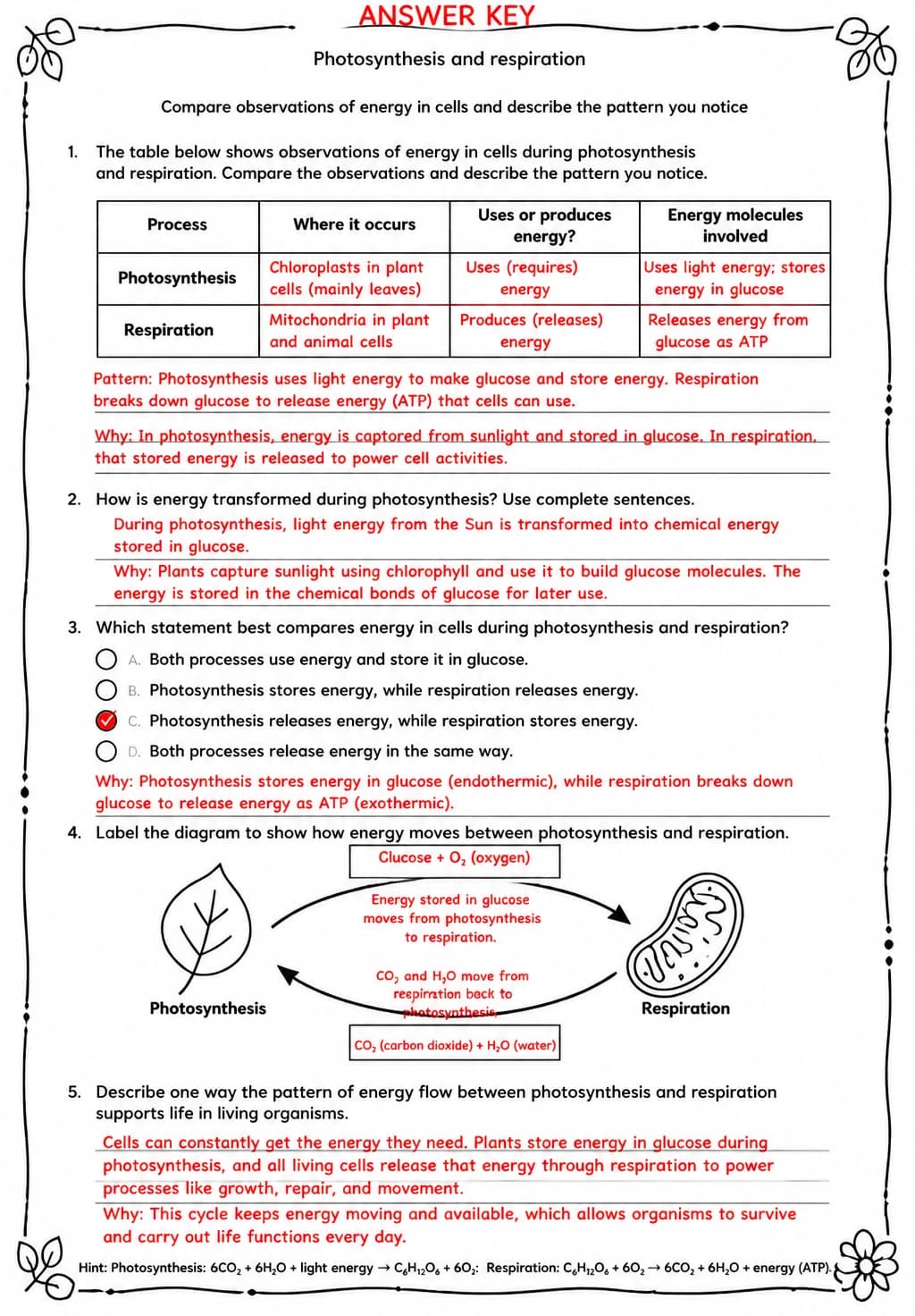 Answer key for Compare observations of energy in cells and describe the pattern you notice — free printable Science worksheet