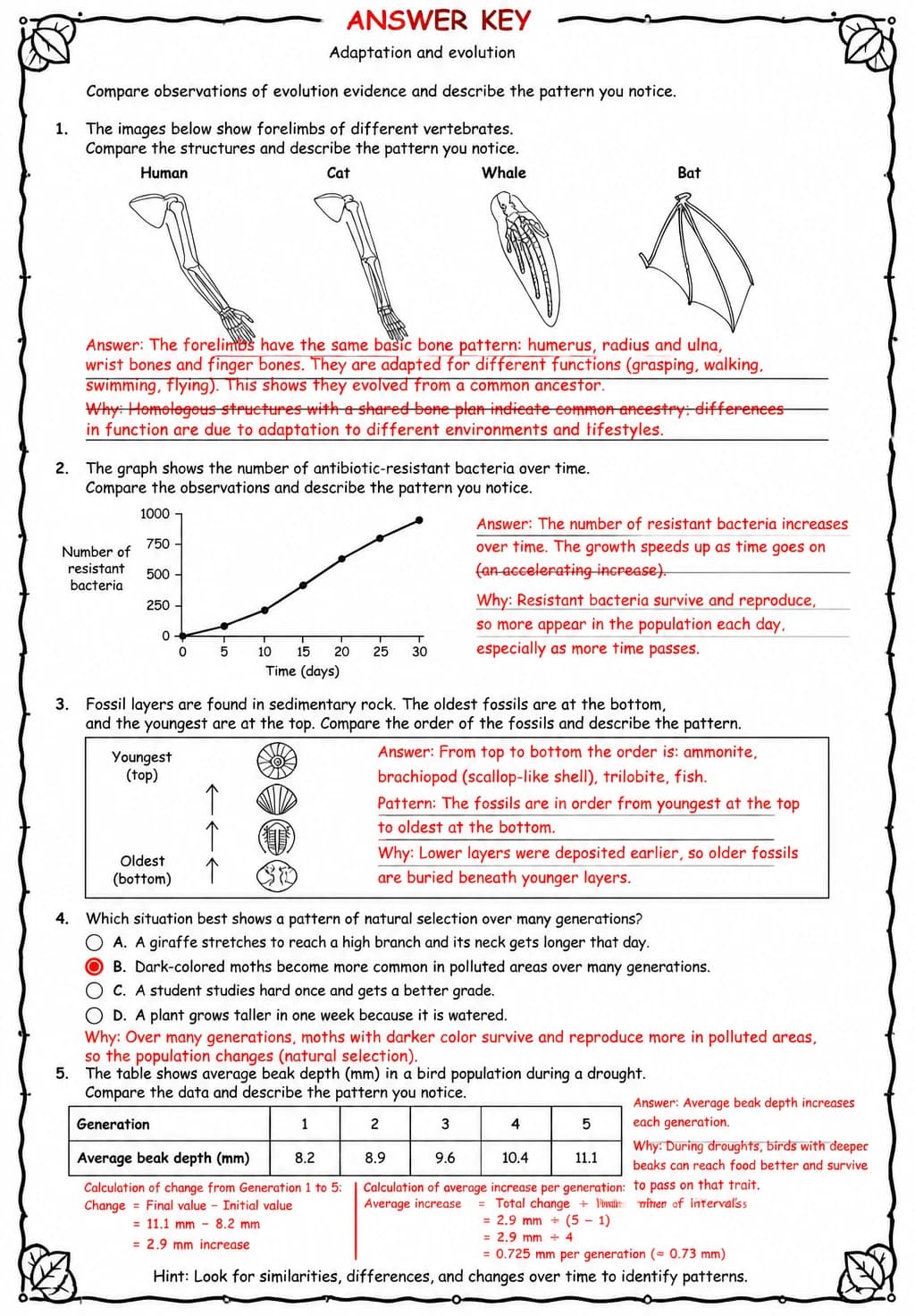 Answer key for Compare observations of evolution evidence and describe the pattern you notice — free printable Science worksheet