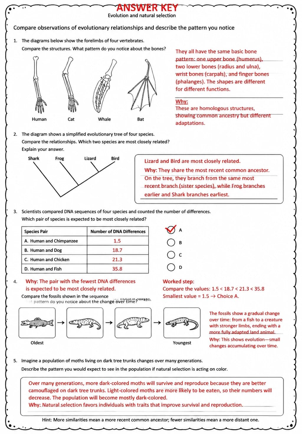 Answer key for Compare observations of evolutionary relationships and describe the pattern you notice — free printable Science worksheet