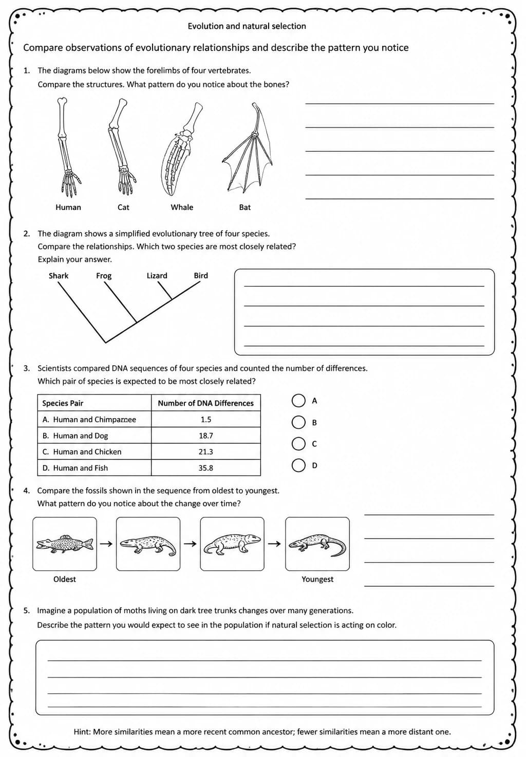 Compare observations of evolutionary relationships and describe the pattern you notice — free printable Middle School Science worksheet