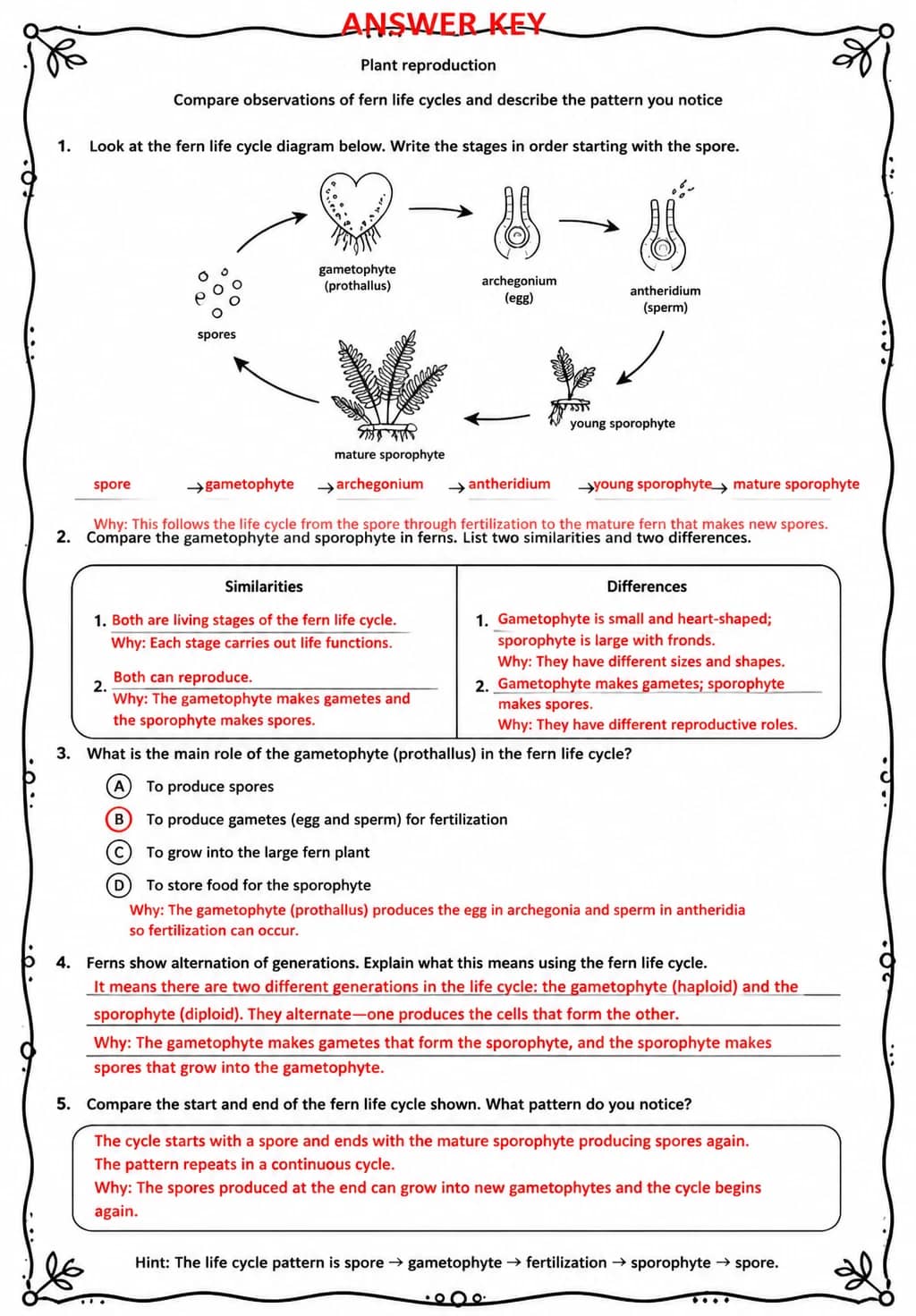 Answer key for Compare observations of fern life cycles and describe the pattern you notice — free printable Science worksheet